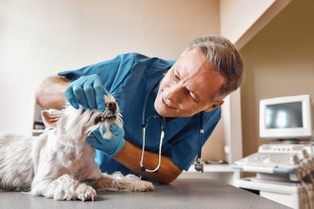 Best Emergency TMJ Treatment in Tellico Village, TN